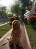 伯纳天纯狗粮中大型犬全价成年犬粮17kg羊肉蔓越莓味囤货装 实拍图