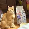皇家幼猫猫粮 幼猫奶糕 K36 通用粮 4-12月 4.5KG 实拍图