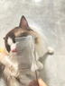 HELLOJOY宠物猫咪狗狗排梳猫梳子宠物去浮毛开结钢梳布偶长毛猫专用猫毛梳 实拍图