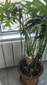 九千谷植物攀爬支架包钢管花盆爬藤花架蔷薇月季葡萄固定架子75cm4641 实拍图