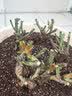 花无痕 玫瑰花苗 当年开花绿植盆栽室内外花卉观花植物庭院阳台蔷薇月季 O冷美人1棵 实拍图