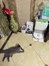 小佩宠物智能自动喂食器猫咪饮水机 猫粮狗粮远程控制自动定时定量 可视双子星喂食器 2+饮水机MAX 2 实拍图