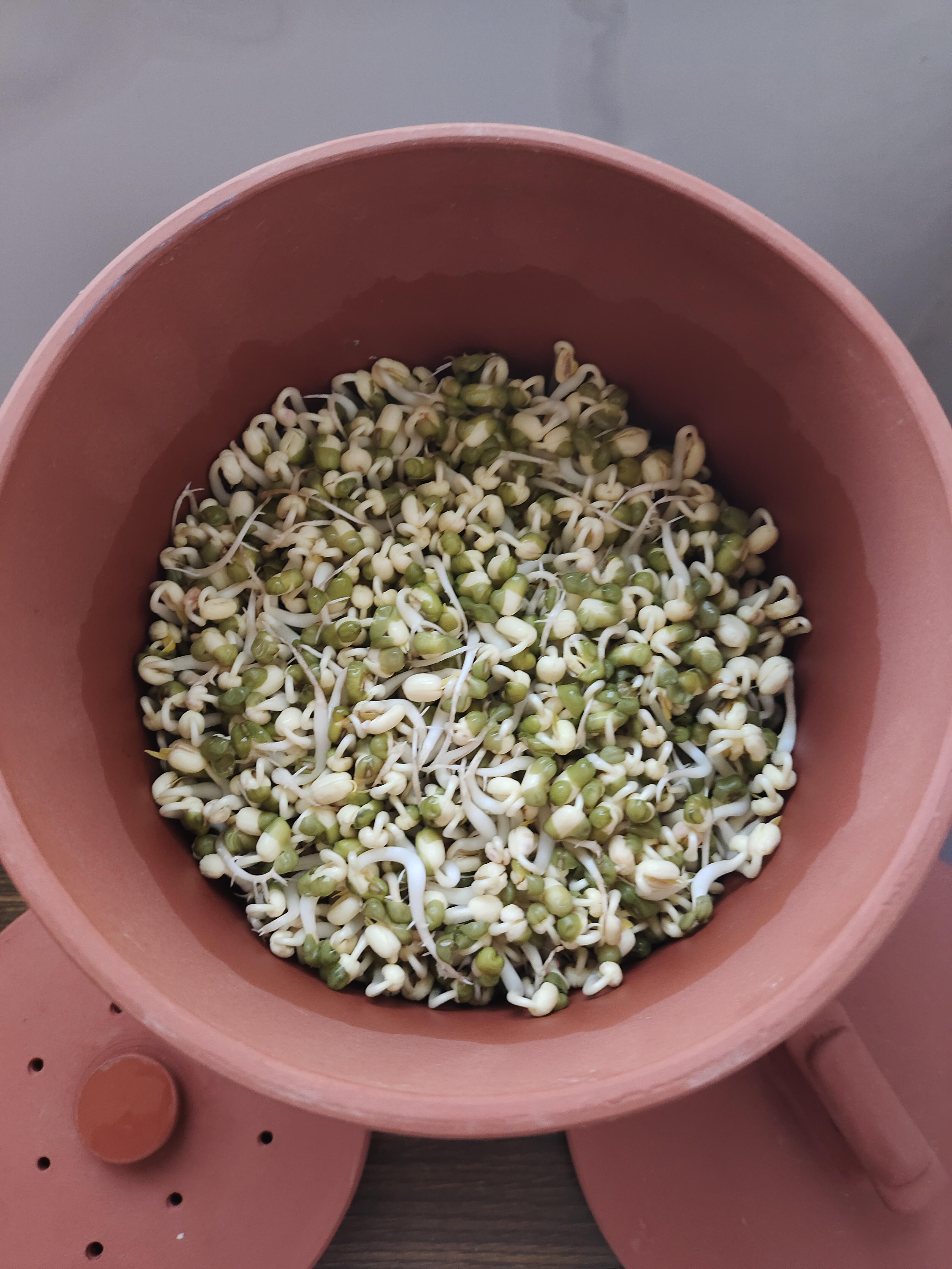 甘泉村食品级紫砂豆芽罐全自动家用豆芽机生豆芽发芽神器土陶罐四季可用 小款紫砂豆芽罐（发2斤豆芽） 实拍图