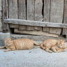 五芳斋 速冻栗子猪肉粽 140克*5只 嘉兴粽子栗子肉粽端午粽子早餐食品 实拍图