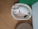 普安特宠物狗狗驱虫药体外驱虫犬驱寄生虫跳蚤非泼罗尼爱滴克0.67ml*3支 实拍图