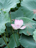 松下（Panasonic）Lumix G100D M43画幅相机 M43卡口 微单相机 无反数码相机 G100D+【12-60+25F1.7】双白盒套装 实拍图