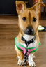 MIKI PAD狗狗衣服春秋薄款背心猫咪衣服宠物毛衣中小型犬比熊泰迪雪纳瑞 彩虹条纹毛衣 2XL 胸围53cm(参考体重20-26斤) 实拍图