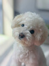 K9狗粮风干冻干三拼昆虫蛋白小型犬中大型成幼犬通用8kg/16斤 实拍图