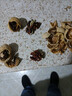 当季新疆 薄皮核桃 阿克苏特产手剥生核桃原味 源头直采 每日坚果 新疆185手剥核桃（送核桃夹）  3斤装 实拍图