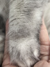网易严选全价猫粮4.0 宠物主粮成幼猫无谷鲜肉护肠胃 鸡肉羊奶味1.5kg*4袋 实拍图