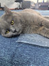 普安特宠物猫咪洗耳液耳螨狗狗滴耳液猫耳朵清洁耳垢臭痒漂护理液尔加分 实拍图