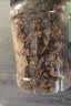 脆美人芝麻琥珀核桃仁500g罐装蜂蜜味新疆烘焙孕妇熟休闲坚果干货 实拍图