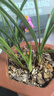 自然老种兰花苗 春兰【雪影】浓香绿植花卉园艺 室内盆栽花卉 4苗连体 不含盆 实拍图