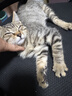 麦富迪猫粮 超肉粒冻干双拼成猫粮美毛护肠三文鱼10kg/20斤【宠物金选】 实拍图