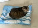 乐优派宠物冰垫猫窝猫垫狗垫夏季凉席凉垫子冰窝防水 方形65*50cm 实拍图