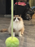 倔强尾巴原味低粉尘豆腐猫砂Max新升级 双效除臭持久无尘低敏 2.5KG*4袋 实拍图