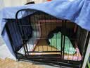 腆宠狗笼狗窝狗笼子大型犬中小型犬带厕所加粗方管家用宠物笼子围栏 实拍图