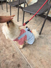 伯纳天纯鸭肉梨冻干三拼全价狗粮中大型犬小型犬成年犬粮10kg/20斤 实拍图