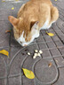 爱立方冻干生骨肉冻干猫零食成猫冻干主食冻干小鲜砖鲜粮优先发 小鲜砖冻干（鸡肉配方）10g*3 实拍图