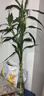 【富贵竹】广州发货水培植物好养懒人节节高供佛办公室内礼物七夕 富贵竹70cm10支 实拍图