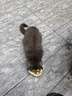 伟嘉主食猫罐头软包 猫主食餐包湿粮 进口成猫妙鲜包85g*24混合味 实拍图