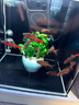 尼奥光（NEO-HELIOS）鱼缸灯水草灯LED灯S3pro+RGB植物光谱 【二代】8W新款尼奥S3pro【高亮自然】 实拍图
