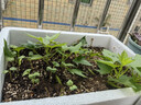 北蔬 小萝卜种子春种红皮水果萝卜蔬菜籽 潍胖1号樱桃萝卜种子约500粒 实拍图
