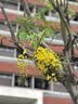 京东京造纯棉睡衣男士夏季短袖短裤套装10A抗菌26新款情侣家居服蓝色2XL 实拍图