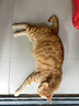 京东京造全价冻干猫粮6kg幼猫成猫粮无谷高鲜肉猫咪猫粮 实拍图