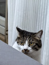 皇家成猫猫粮 肠道舒适 EP42通用粮12月以上2KG 实拍图