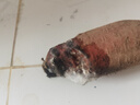 正宗黄心板栗红薯新鲜沙地蜜薯粉糯香甜宝宝辅食直播间京东包邮 板栗红薯 5斤 含箱 中小果（单两1两-3两） 实拍图