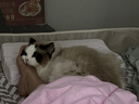 红狗 营养膏120g 猫咪营养膏猫营养膏狗狗猫咪维生素狗狗维生素宠物 实拍图
