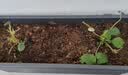 漫生活草莓土15L专用营养土花土种菜土绿植果蔬有机种植土阳台盆栽土壤 实拍图