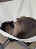 鼎伴悠抚3效pro升级款清敏猫粮减少猫毛过敏全价鼎半成幼主粮1.5kg 实拍图