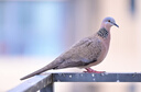 尼康（Nikon）Z 70-200mm f/2.8 VR S 全画幅微单镜头 专业级“大三元”远摄变焦镜头 实拍图