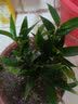 花行榜驱蚊竹柏水培驱蚊植物盆栽办公室桌面花卉水养办公室绿植源头直发 实拍图