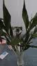 富贵竹水培植物室内招财绿植插瓶插花净化空气办公桌面转运竹 富贵竹65cm6支 实拍图