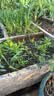 清风有芯卷纸原木金装 4层140克*30卷 卫生纸纸巾 箱装 厕纸 卷筒纸 实拍图