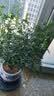 开时果 正宗清香胡椒木盆栽老桩树苗 室内桌面植物苗防驱蚊草小绿植盆景 【6年大苗】清香胡椒木+花开富贵瓷盆 实拍图