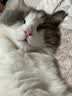 伟嘉猫粮成猫 金装升级营养加油站2kg海洋鱼4包 8kg 实拍图