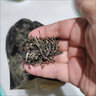 张一元茉莉花茶叶毛尖浓香型老北京伴手礼品金罐口粮茶特种200g礼盒装 实拍图