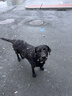 麦富迪狗粮 藻趣儿狗粮成犬粮牛肉螺旋藻 均衡营养7.5kg/15斤 实拍图