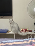星益生趣（STELLA&CHEWY'S）SC美国进口猫粮RC冻干涂层全价无谷鸡肉4.54kg，效期27.6 实拍图
