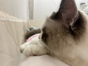 红狗 营养膏120g 猫咪营养膏猫营养膏狗狗猫咪维生素狗狗维生素宠物 实拍图