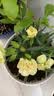 沭之美康乃馨盆栽母亲节礼物观花植物 康乃馨绿色+0.5加仑盆 源头直发 实拍图