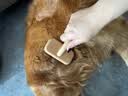 HELLOJOY宠物拉毛梳美容蓬松造型猫梳子梳毛刷狗毛猫毛梳猫咪狗 实木针梳 实拍图