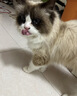 亿迪猫粮冻干幼猫成猫10斤全价英短蓝猫布偶老年猫国产通用全阶段5kg 实拍图