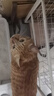 伟嘉猫粮老年猫粮老龄猫1.3kg海洋鱼味夹心粮全价粮 实拍图