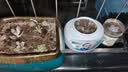 泰西丝多肉盆栽植物桌面绿植摆件组合四季好养耐旱喜阳肉肉盆景源头直发 实拍图
