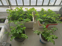 得力（deli）9g芳香型PVP固体胶水 高粘香味儿童胶棒 无甲醛配方高颜值学生开学文具 颜色随机单支装 JT114 实拍图